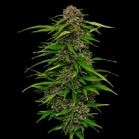 Squirt Auto > Humboldt Seed Company